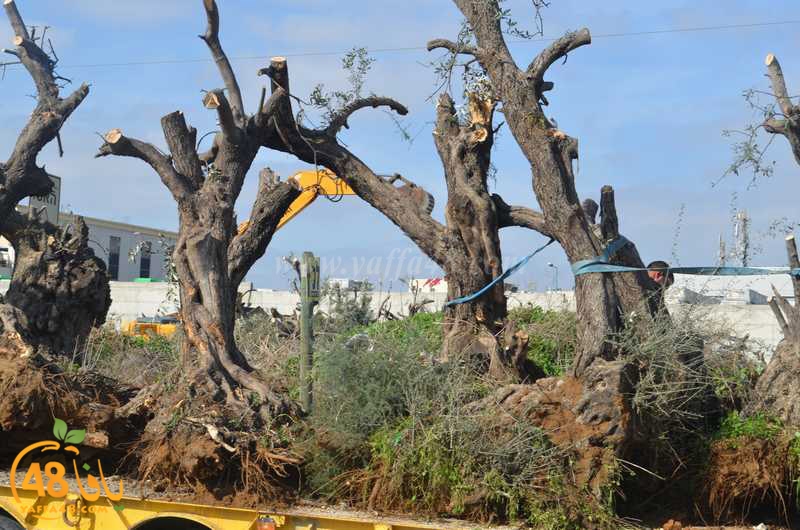 hadm ramla zatoen (24).JPG